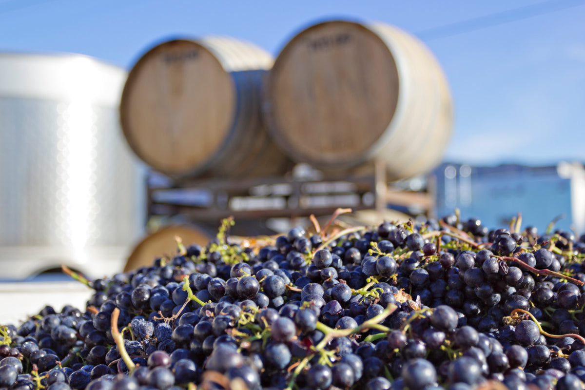 Millésime 2026 : « Analyser ses vins à la propriété n'a jamais eu autant de sens »