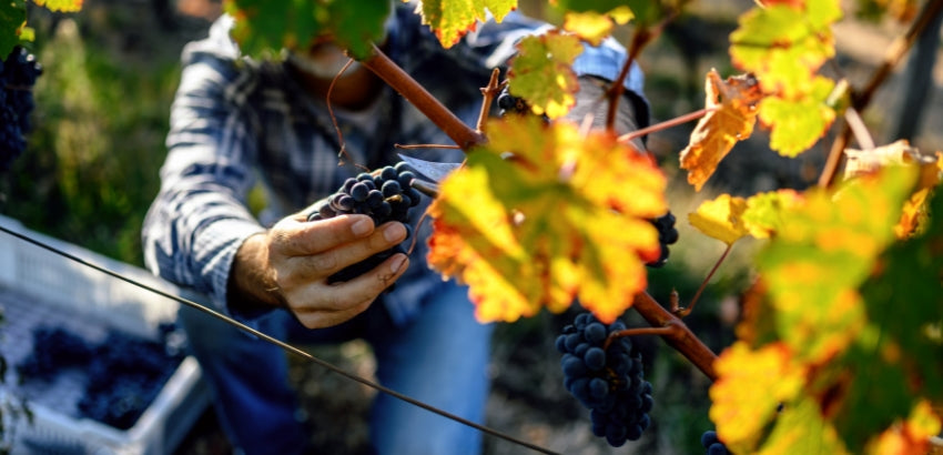 Les Laboratoires Dujardin-Salleron et Dyna Wine® s'associent pour soutenir la filière vitivinicole.